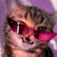 ChillyKitty
