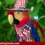 American Parrot