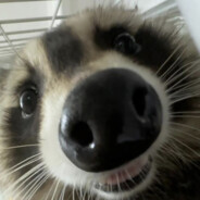 HungryRaccoon