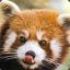 Booty&#039;s Red Panda