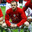 wazza
