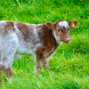 Calf-a-pult