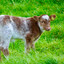 Calf-a-pult