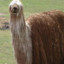 NastyLlama