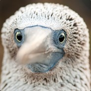 avatar BlueFootedNoobie