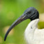 Ibis