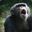 An Ape