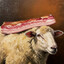 baconsheep