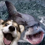 去过美容院的聪慧护卫