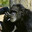 chimps rock