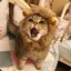 lion cat