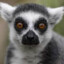 Lemur