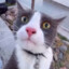 Милая кошка