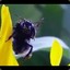 MR. Bumblebee