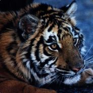 Seburan - steam id 76561197960386633