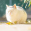 赚大钱养小猫