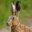_HARE_