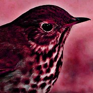 Дрозд Порока