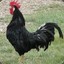 Black Cock