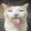 SILLY CAT