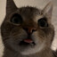 KupCate