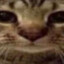Simon