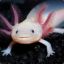 axolotl