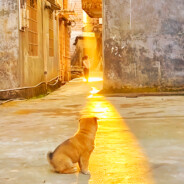 三千樱花杀尽芬芳