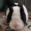 PipkinPippaRabbit