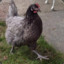 Big man bluebell