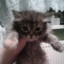 fentanil))