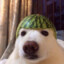 Volk