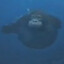 Swinginorangutang95