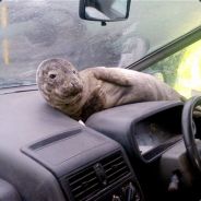 sealcar