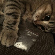 (≗ᆽ≗)