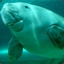 Dugongs