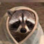 RACOON