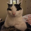 CatLover94