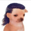 AI CACHORROOOHH