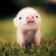 LittlePiggyChen