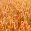 Wheat