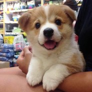 Fluffy Doggo