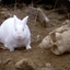 The Beast of Caerbannog