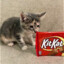 KitKatKitten