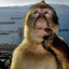 ape