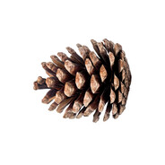 ✯шишка✯ #OldRust