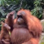 Orangutan with glasses