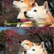 TrueAlphaWD