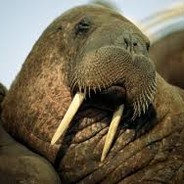 CrimsonWalrus