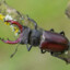 stag beetle